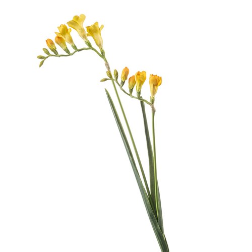 荷蘭Emerald人造花藝 小蒼蘭-黃色 (80cm)