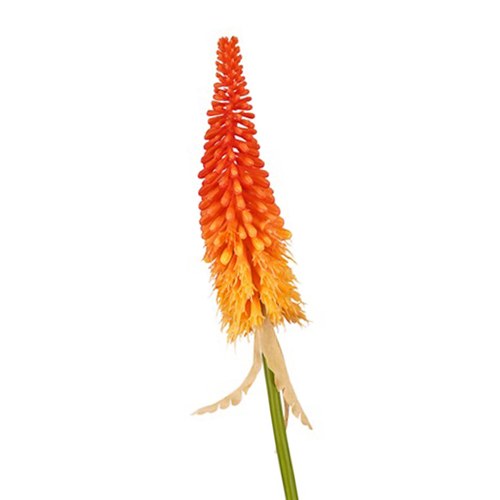 荷蘭Emerald人造花藝 火炬花-橘色 (80cm)