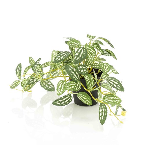 荷蘭Emerald人造植物 冷水花盆栽-綠白色 (19cm)