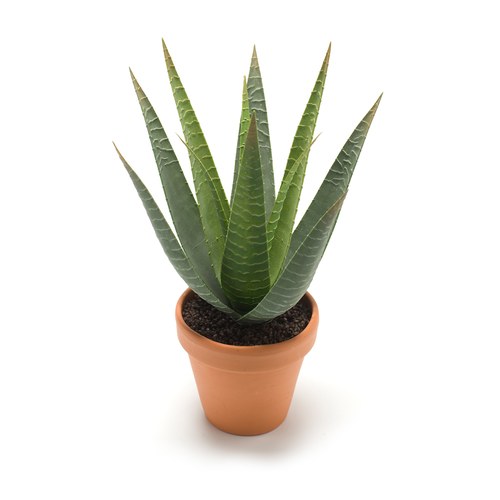荷蘭Emerald人造植栽 費拉蘆薈 (紅盆)