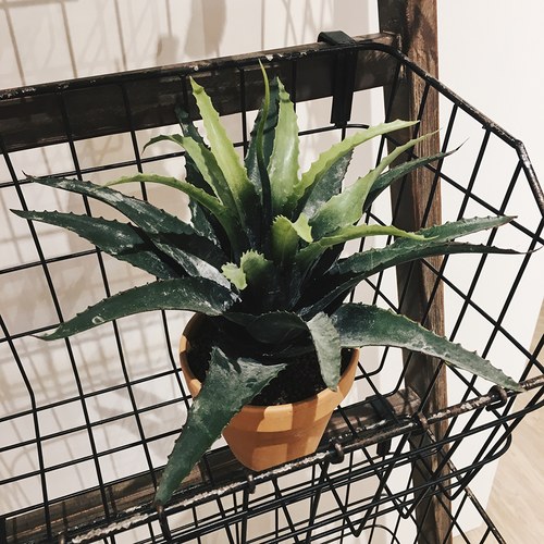 荷蘭Emerald人造植栽 小龍舌蘭灌木 (紅盆)