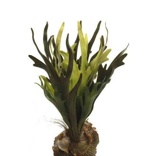 荷蘭Emerald人造植物 鹿角蕨 (長41公分)