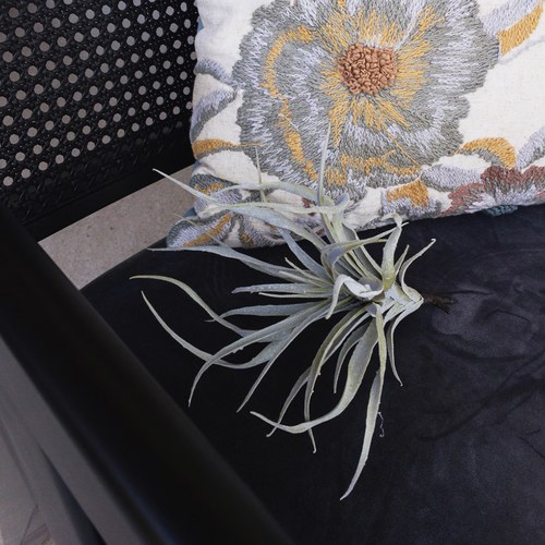 荷蘭Emerald人造植物 空氣鳳梨 (長24公分)