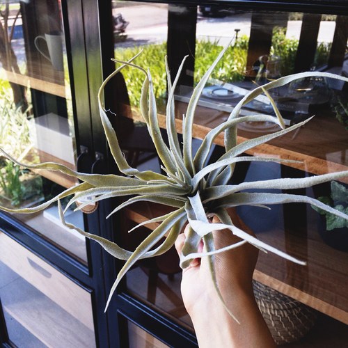 荷蘭Emerald人造植物 空氣鳳梨 (長24公分)