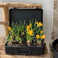 日本 八幡化成 復古行李收納箱 (L號、長 36.8 公分)