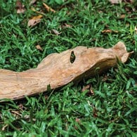 美國 Uttermost 手工純柚木葉盤擺飾