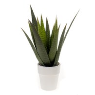 荷蘭Emerald人造植栽 費拉蘆薈 (白盆)