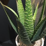 荷蘭Emerald人造植栽 費拉蘆薈 (白盆)