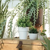 荷蘭Emerald人造植栽 尤加利葉 (白盆)