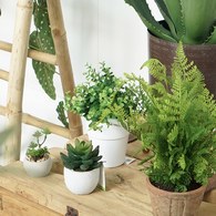 荷蘭Emerald人造植栽 尤加利葉 (白盆)