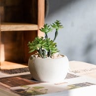 荷蘭Emerald人造植栽 日本小松多肉植物