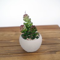 荷蘭Emerald人造植栽 薄雪萬年草多肉植物