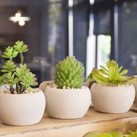 荷蘭Emerald人造植栽 千佛手多肉植物