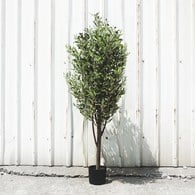 荷蘭Emerald人造植栽 橄欖樹 (黑色膠盆、高170公分)