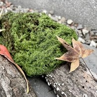 荷蘭Emerald人造植物 青苔蘚