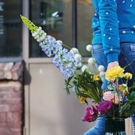 荷蘭Emerald人造花藝 靛藍色羽扇豆魯冰花