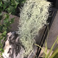 荷蘭Emerald人造植物 垂懸松蘿鳳梨灌木