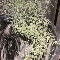 荷蘭Emerald人造植物 垂懸松蘿鳳梨灌木