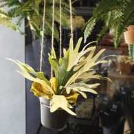 荷蘭Emerald人造植栽 鹿角蕨 (黑盆)