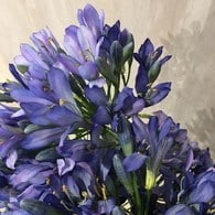 荷蘭Emerald人造花藝 紫穗蘭百子蓮 (長88公分)