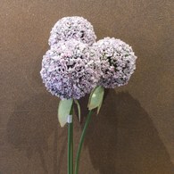 荷蘭Emerald人造花藝 紫色大花葱 (長70公分)