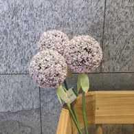 荷蘭Emerald人造花藝 紫色大花葱 (長70公分)