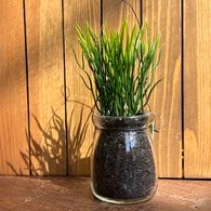 荷蘭 Emerald人造植栽 水芹