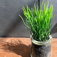 荷蘭 Emerald人造植栽 水芹