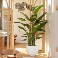 荷蘭 Emerald 人造植栽 天堂鳥綠葉叢 (190cm)