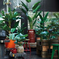 荷蘭 Emerald 人造植栽 天堂鳥綠葉叢 (190cm)