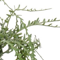 荷蘭Emerald人造植栽 曇花仙人掌(膠盆、50公分)