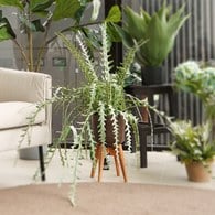 荷蘭Emerald人造植栽 曇花仙人掌(膠盆、50公分)