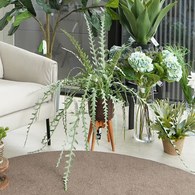 荷蘭Emerald人造植栽 曇花仙人掌(膠盆、50公分)