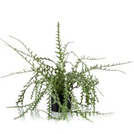 荷蘭Emerald人造植栽 曇花仙人掌(膠盆、50公分)