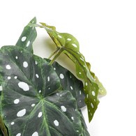 荷蘭Emerald人造植物 銀星秋海棠(30公分)