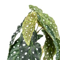 荷蘭Emerald人造植栽 銀星秋海棠(黑盆)