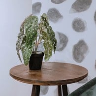 荷蘭Emerald人造植栽 銀星秋海棠(黑盆)