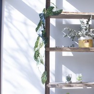 荷蘭Emerald人造植物 銀星秋海棠(120公分)