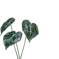 荷蘭Emerald人造植物 圓葉花燭(62公分)