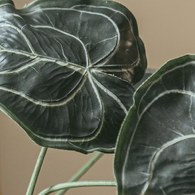 荷蘭Emerald人造植物 圓葉花燭(62公分)