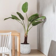 荷蘭Emerald人造植栽 圓扇椰子(130公分)