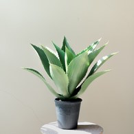 荷蘭Emerald人造植栽 小龍舌蘭灌木 (膠盆、15葉)