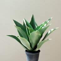 荷蘭Emerald人造植栽 小龍舌蘭灌木 (膠盆、15葉)