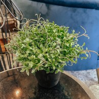 荷蘭Emerald人造植栽 田園水芹 (膠盆)