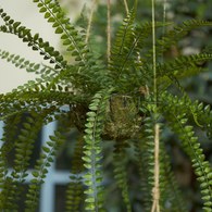荷蘭Emerald人造植栽 垂墜羊齒蕨 (吊掛、95公分)