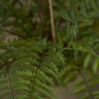 荷蘭Emerald人造植栽 羊齒蕨 (吊掛、45公分)