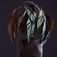 荷蘭Emerald人造植栽 銀星秋海棠 (紅盆)