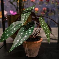 荷蘭Emerald人造植栽 銀星秋海棠 (紅盆)