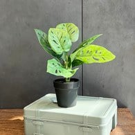 荷蘭Emerald人造植栽 龜背芋土盆 (黑盆、30公分)