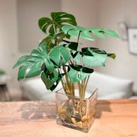 荷蘭Emerald人造植栽 龜背芋水培盆 (45公分)